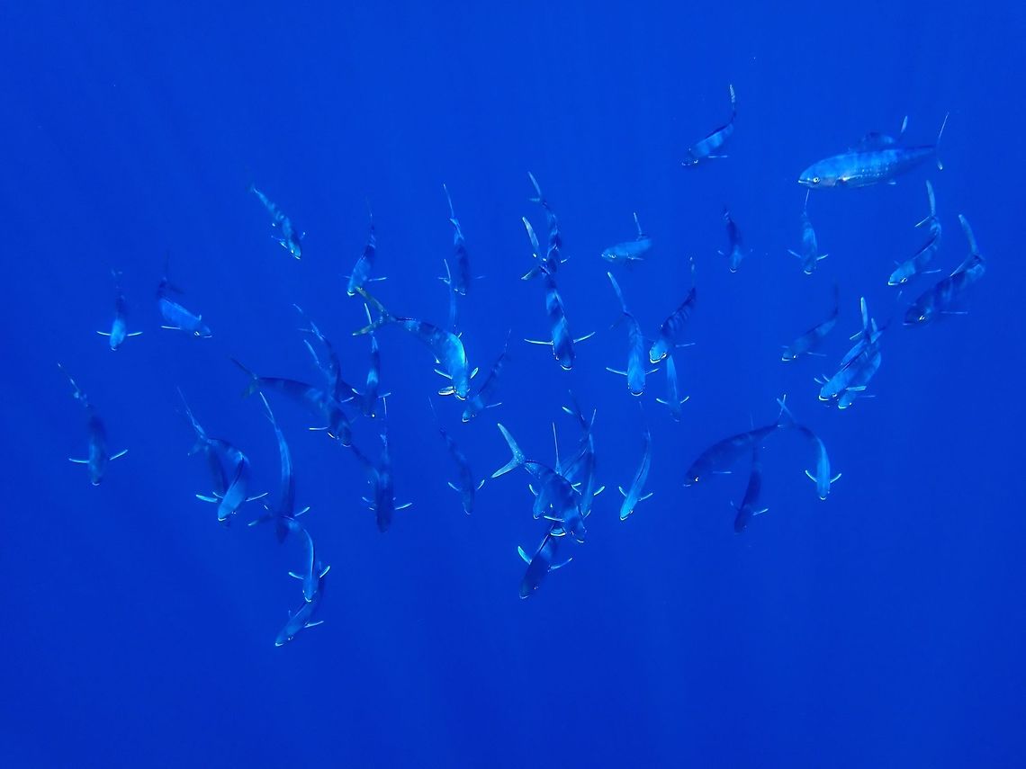 Mahi-Mahi/Dolphin Fish - Coryphaena hippurus A school of juvenile Mahi-Mahi/Dolphin Fish - Coryphaena hippurus. Baja,Coryphaena hippurus,Dolphin Fish,Dorado,Fall,Fish,Geotagged,Mahi-Mahi,Mexico