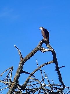 Osprey - Pandion haliaetus  Baja,Bird,Fall,Geotagged,Mexico,Osprey,Pandion haliaetus