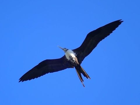 Magnificent Frigatebird - Fregata magnificens  Baja,Bird,Fall,Fregata magnificens,Geotagged,Magnificent Frigatebird,Mexico