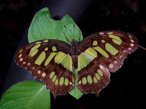 Malachite, Brush Footed Butterfly - Siproeta stelenes  Butterfly,Fall,Geotagged,Malachite,Mexico,Mexico City,Siproeta stelenes
