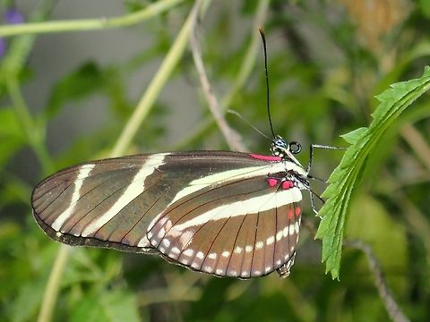 Zebra Longwing - Heliconius charithonia (Updated ID Heliconius charithonia vazquezae) Sub-species - Heliconius charithonia vazquezae Butterfly,Fall,Geotagged,Heliconius charithonia,Heliconius charithonia vazquezae,Mexico,Zebra Longwing