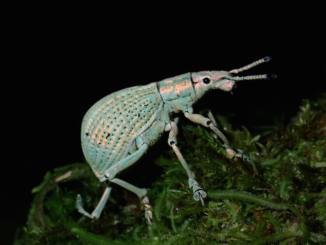 Broad-Nosed Weevil - Episomus sp Seen in high altitude mossy forest above 2,000 masl, this Weevil seems to have a metallic shine to it and a shade of pink in its light green colour. Broad-Nosed Weevil,Episomus,Episomus sp,Fall,Geotagged,Malaysia,Pahang,Weevil