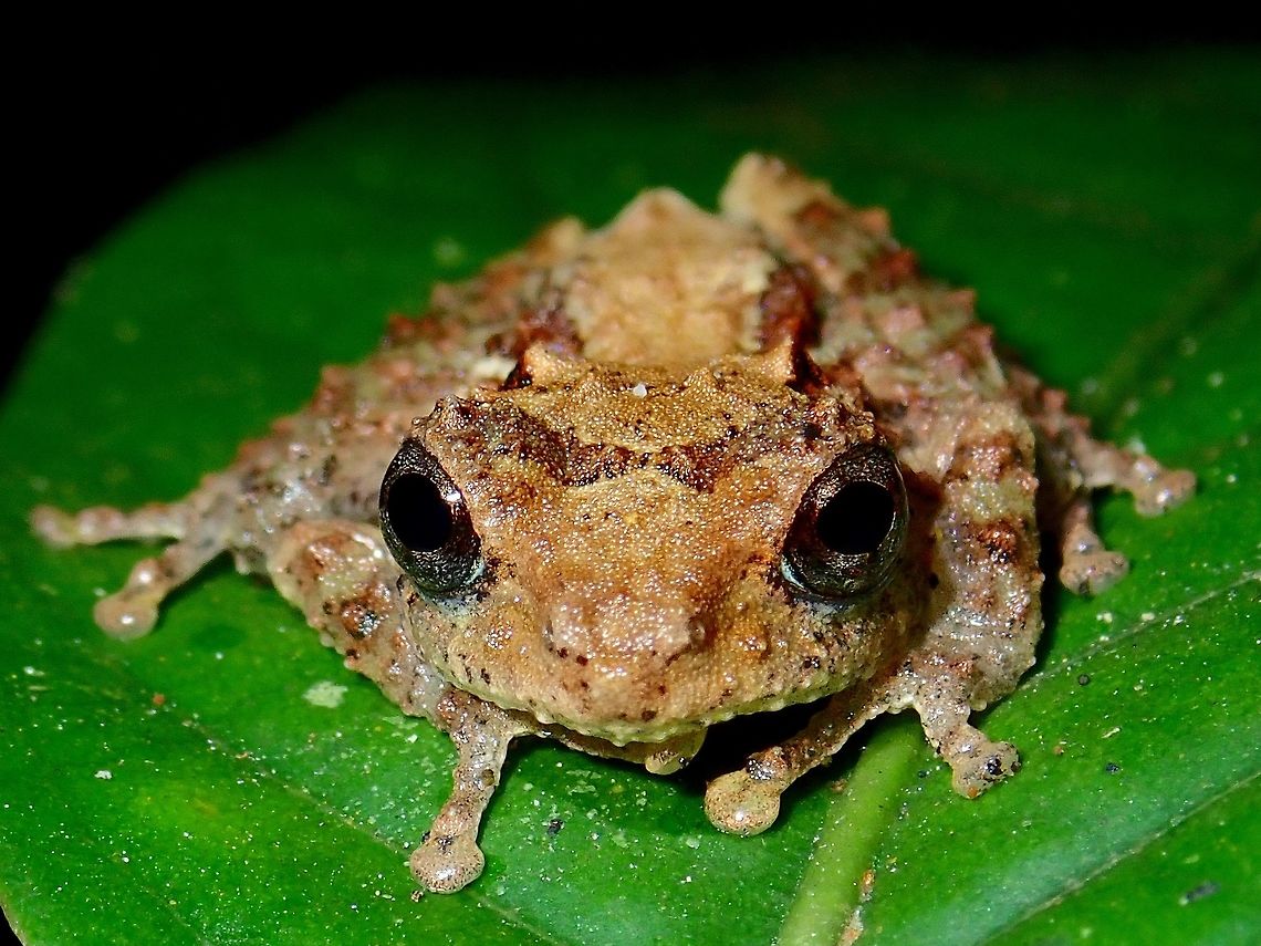 Baby Frog Small Frog, around 3 cm in size, seen in high altitude mossy forest, above 2,000 masl.<br />
Probably a juvenile Fall,Frog,Geotagged,Malaysia,Pahang