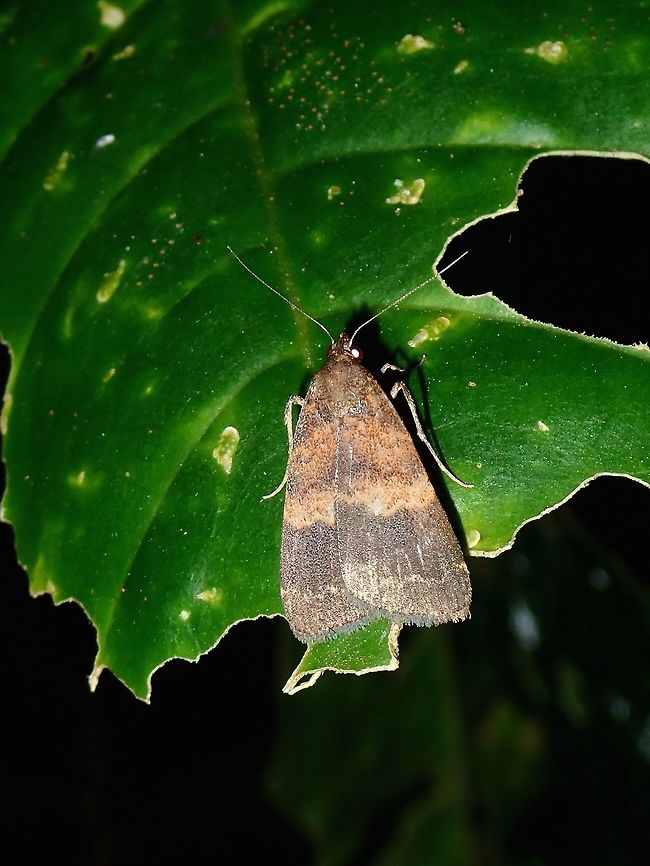 Moth Moth, from high altitude mossy forest, around 2,000 masl. Fall,Geotagged,Malaysia,Moth,Pahang