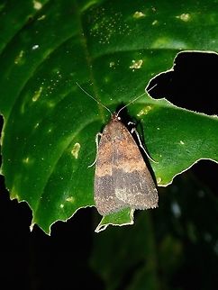 Moth Moth, from high altitude mossy forest, around 2,000 masl. Fall,Geotagged,Malaysia,Moth,Pahang