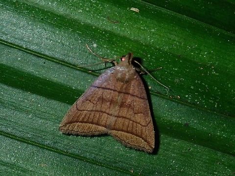 Moth Moth, seen in high altitude Mossy Forest, around 2,000 masl. Fall,Geotagged,Malaysia,Moth,Pahang