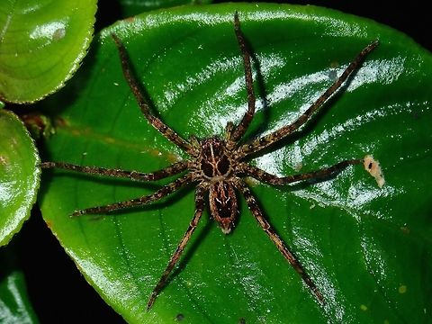Huntsman Spider Huntsman Spider, seen at high altitude Mossy Forest, around 2,000 masl Fall,Geotagged,Huntsman Spider,Malaysia,Pahang,Spider
