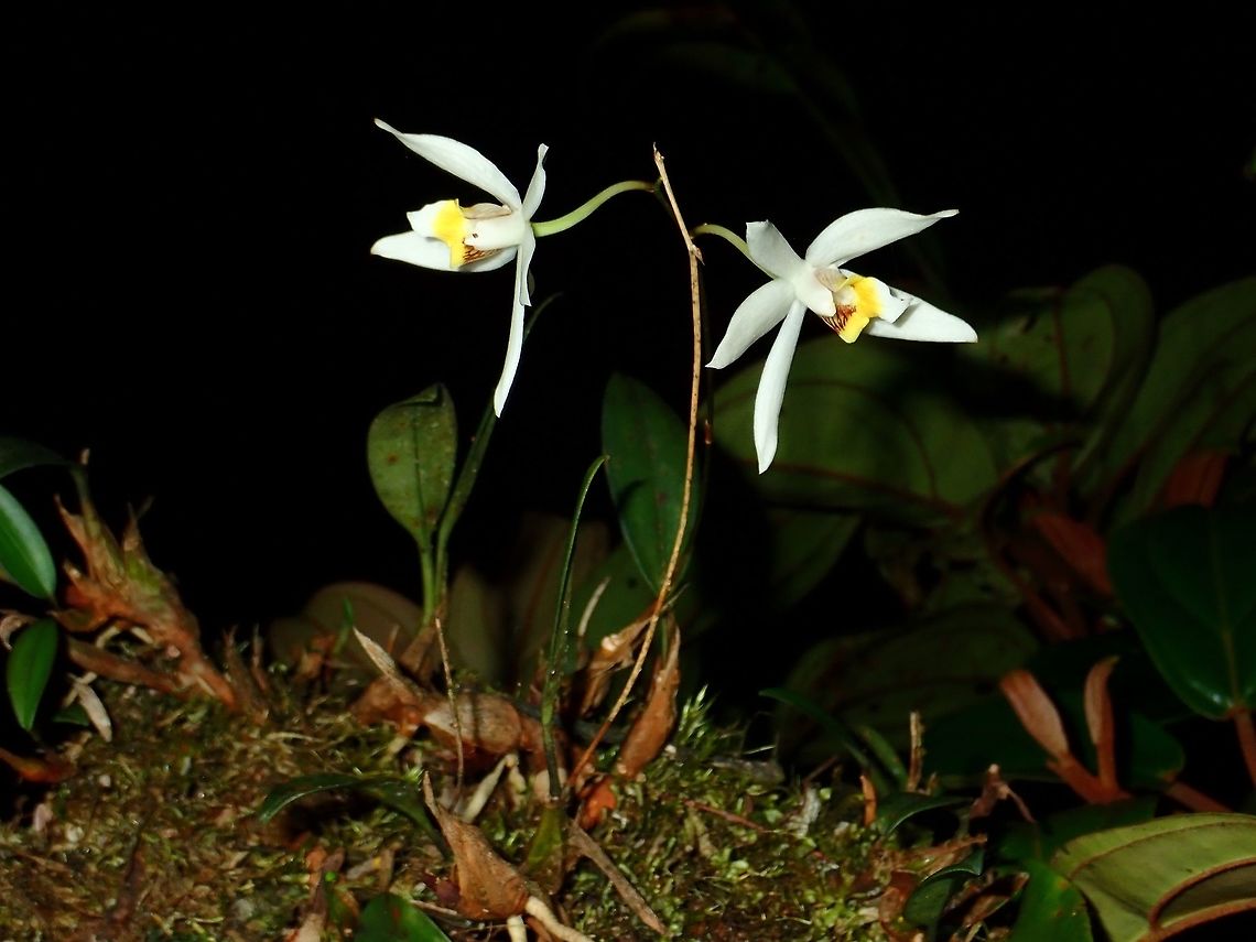 Orchid - Epigeneium longipes Small Orchid- Epigeneium longipes, seen among high altitude Mossy Forest, above 2,000 masl Epigeneium longipes,Fall,Flower,Geotagged,Malaysia,Orchid,Pahang