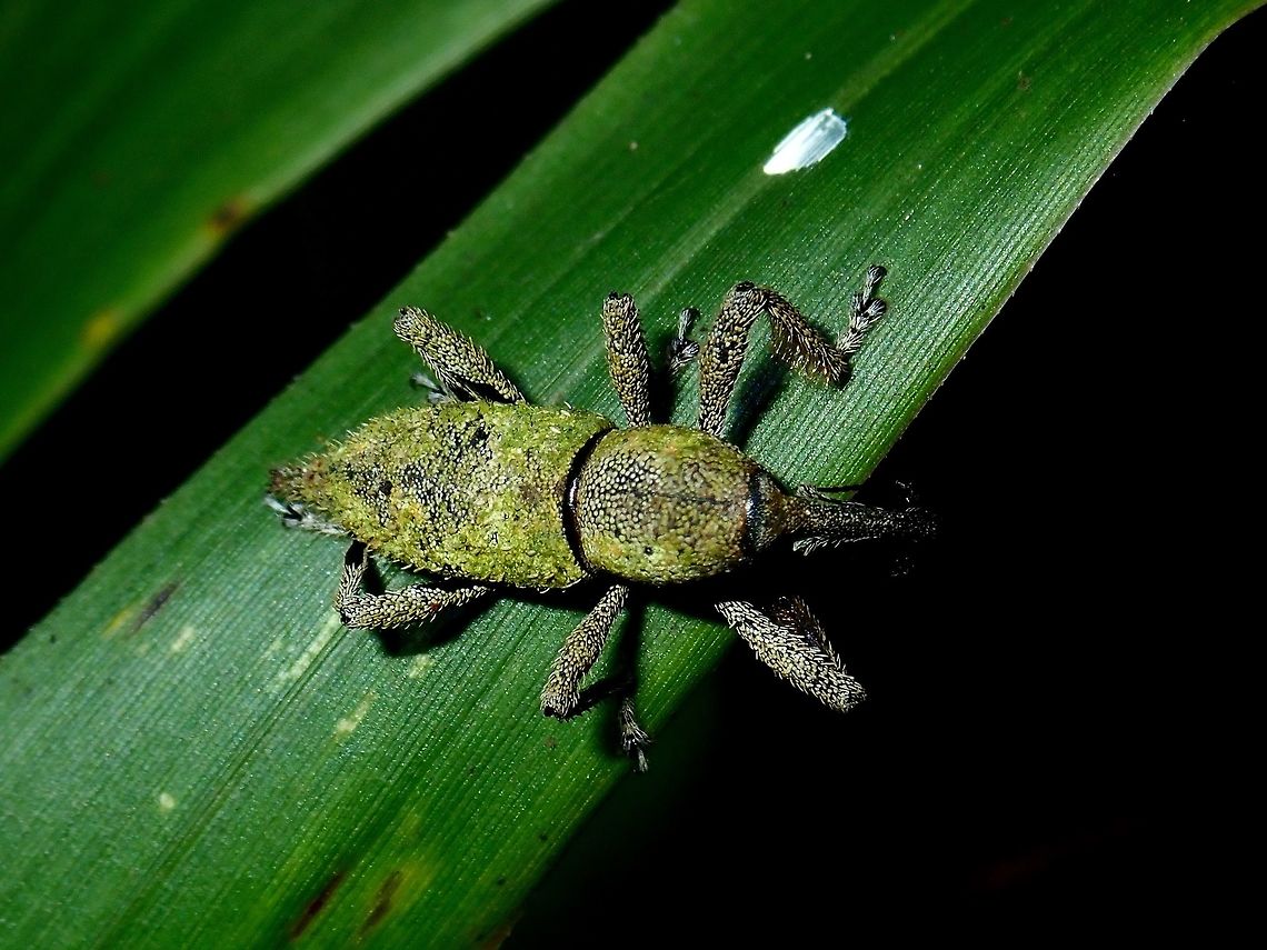 Long Nose Weevil Long Nose Weevil, seems to be covered with moss like stuff, seen at high altitude mossy forest, around 2,000 masl. Fall,Geotagged,Long Nose Weevil,Malaysia,Pahang,Weevil