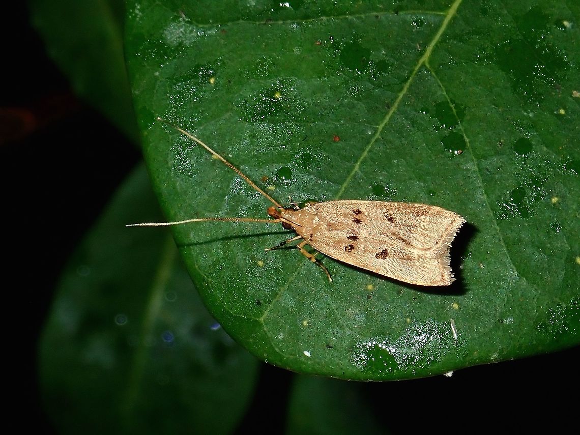 Moth Small Moth, around 1cm, seen at high altitude Mossy Forest, around 2,000 masl. Fall,Geotagged,Malaysia,Moth,Pahang