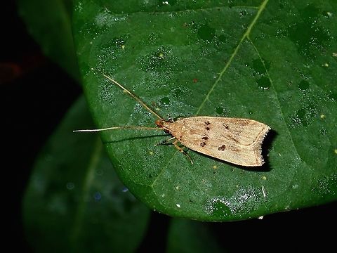 Moth Small Moth, around 1cm, seen at high altitude Mossy Forest, around 2,000 masl. Fall,Geotagged,Malaysia,Moth,Pahang