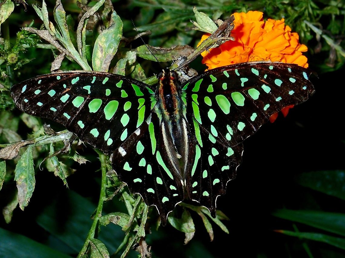 Tailed Jay - Graphium agamemnon  Butterfly,Fall,Geotagged,Graphium agamemnon,Green Tailed Jay,Malaysia,Pahang,Tailed Jay
