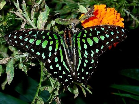 Tailed Jay - Graphium agamemnon  Butterfly,Fall,Geotagged,Graphium agamemnon,Green Tailed Jay,Malaysia,Pahang,Tailed Jay