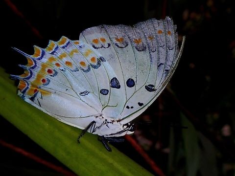 White Nawab - Polyura delphis This is one of the 7 species of Butterfly from the genus Polyura that can be found from Malaysia. The butterflies are characterised by their distinctive wing shape with twin tails on the hindwings, a feature strongly reminiscent of the African Charaxes.

Polyura delphis is one of the scarcer species, and is found in Assam, Sikkim, Myanmar, Thailand, Peninsular Malaysia, Sumatra, Sabah, Brunei, Kalimantan, Palawan and Java. Butterfly,Fall,Geotagged,Jewelled nawab,Malaysia,Pahang,Polyura delphis,White Nawab