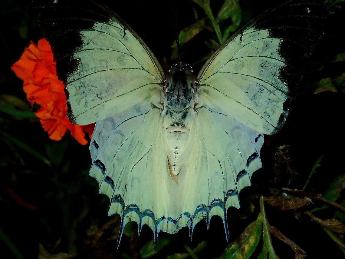 White Nawab - Polyura delphis Top wings of White Nawab - Polyura delphis. Butterfly,Fall,Geotagged,Jewelled nawab,Malaysia,Pahang,Polyura delphis,White Nawab