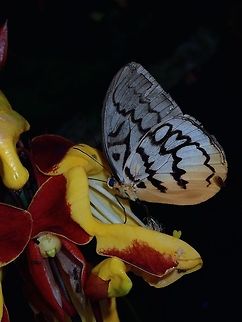I have a Heart in my wings Pallid Faun or Wavy-Line Glory - Melanocyma faunula Butterfly.
Melanocyma is a monotypic butterfly genus in the Morphinae subfamily of the family Nymphalidae

There are 2 sub-species; Melanocyma faunula faunula from Malaysia and  Melanocyma faunula kimurai from Thailand. Butterfly,Fall,Geotagged,Malaysia,Melanocyma faunula,Pahang,Pallid faun,Wavy-Line Glory
