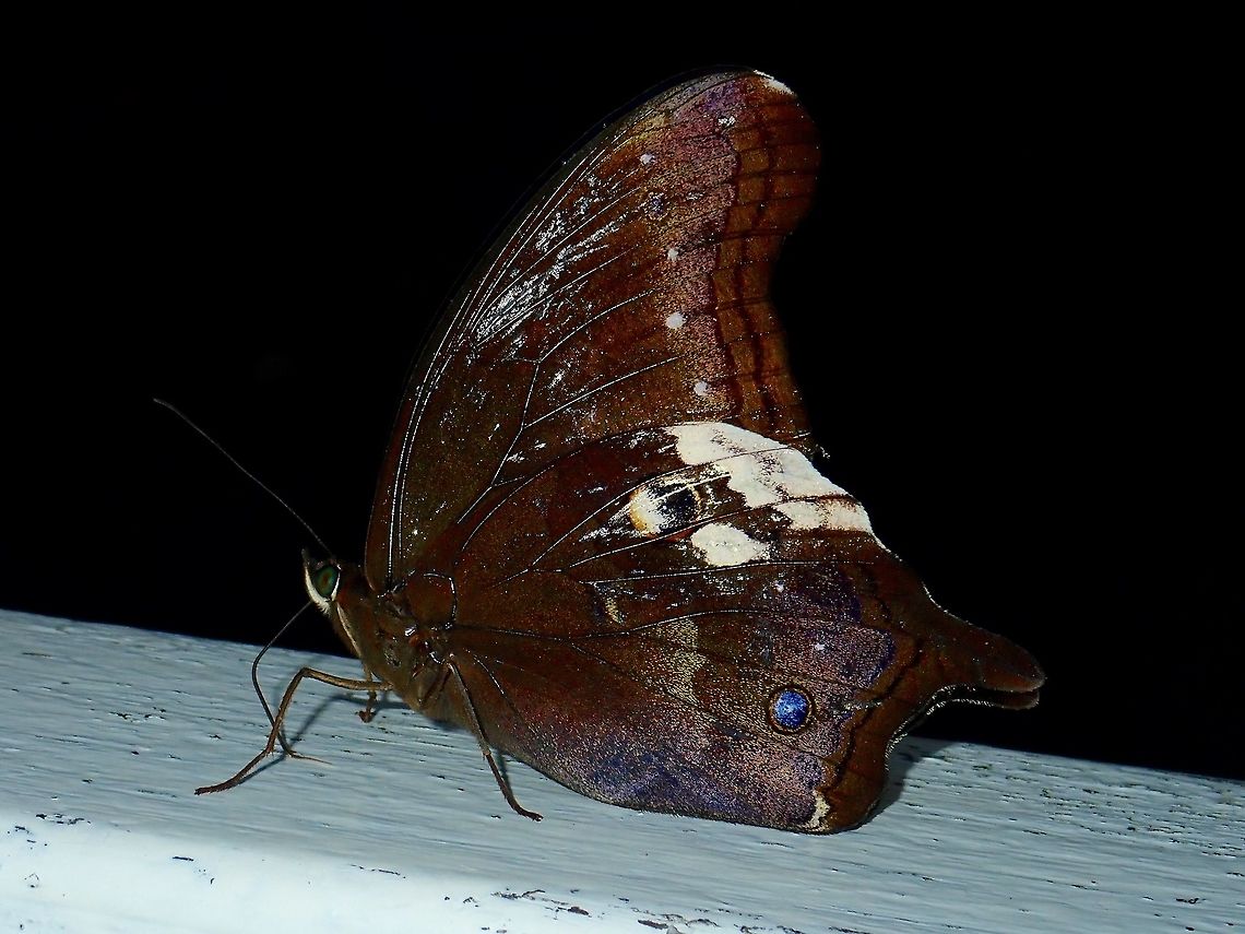 Malayan Owl - Neorina lowii Malayan Owl - Neorina lowii, seen resting at a rest hut along a trail. Butterfly,Fall,Geotagged,Malayan Owl,Malaysia,Neorina lowii,Pahang