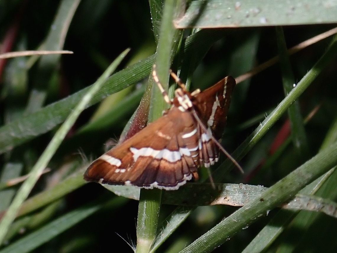Beet Webworm Moth - Spoladea recurvalis Beet Webworm Moth - Spoladea recurvalis seen around the bushes outside the Resort I was staying at. Baja,Beet Webworm Moth,Fall,Geotagged,Mexico,Moth,Spoladea recurvalis