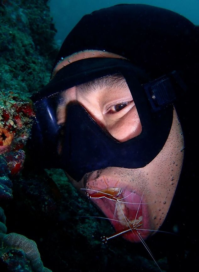 Dental service Cleaner Shrimps - Lysmata amboinensis feeds by eating scraps of food, dead skin and parasites from other bigger marine animals, especially Moray Eels.  When Moray Eels wants the &#039;cleaning service&#039; it will opens its mouth and gills to let the Cleaner Shrimps or Cleaner Wrasses to get into them and will not eat them.  The mouth opening is the signal for the Cleaner Shrimps to get into it and do their job.<br />
<br />
In this picture, I managed to get my dive buddy to &#039;pretend&#039; he is like a Moray Eel by opening his mouth and getting close to the Cleaner Shrimps.  Within seconds, the Cleaner Shrimps swam towards the opened mouth and starts to dig into the teeth for scraps of food. Cleaner Shrimp,Fall,Geotagged,Lysmata amboinensis,Mabul,Malaysia,Northern cleaner shrimp,Sabah