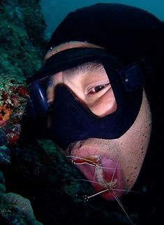 Dental service Cleaner Shrimps - Lysmata amboinensis feeds by eating scraps of food, dead skin and parasites from other bigger marine animals, especially Moray Eels.  When Moray Eels wants the 'cleaning service' it will opens its mouth and gills to let the Cleaner Shrimps or Cleaner Wrasses to get into them and will not eat them.  The mouth opening is the signal for the Cleaner Shrimps to get into it and do their job.

In this picture, I managed to get my dive buddy to 'pretend' he is like a Moray Eel by opening his mouth and getting close to the Cleaner Shrimps.  Within seconds, the Cleaner Shrimps swam towards the opened mouth and starts to dig into the teeth for scraps of food. Cleaner Shrimp,Fall,Geotagged,Lysmata amboinensis,Mabul,Malaysia,Northern cleaner shrimp,Sabah