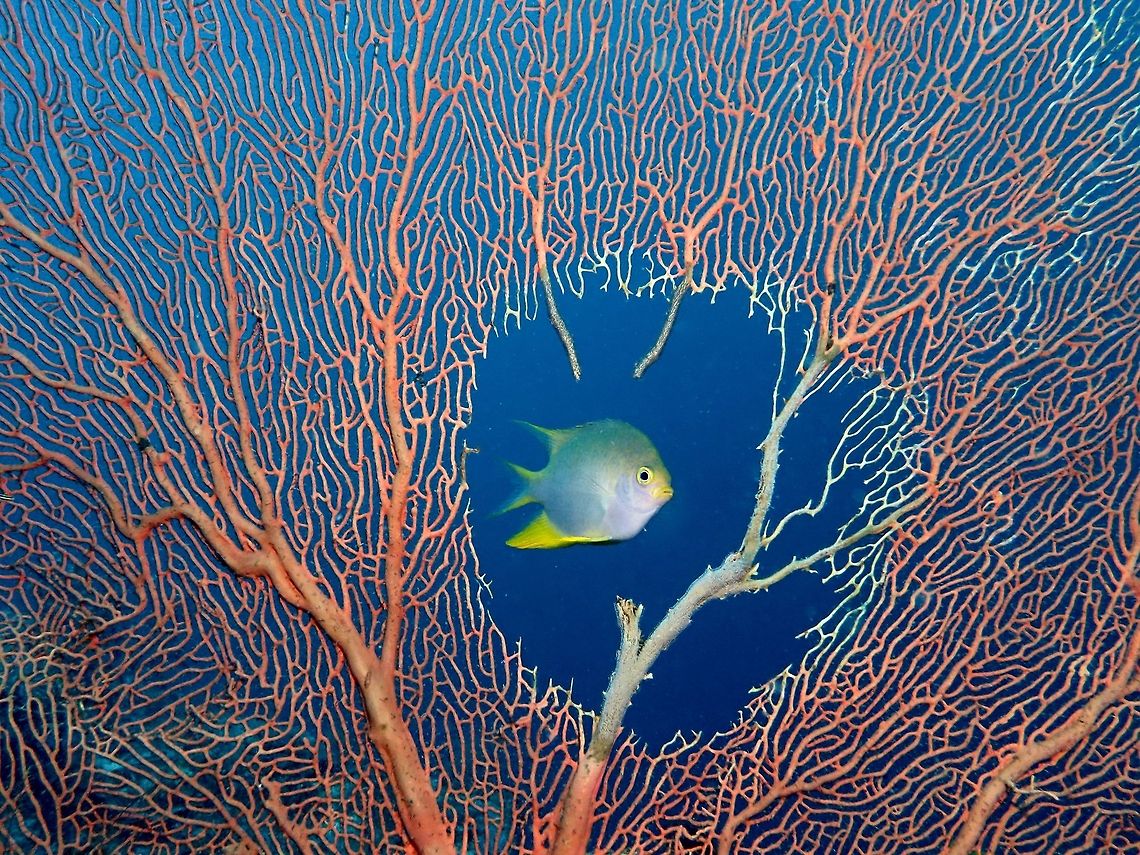 Framed! Golden Damselfish - Amblyglyphidodon aureus, seen through a damaged patch of a Giant Seafan. Amblyglyphidodon aureus,Damselfish,Fall,Fish,Geotagged,Golden damselfish,Malaysia,Sabah,Sipadan