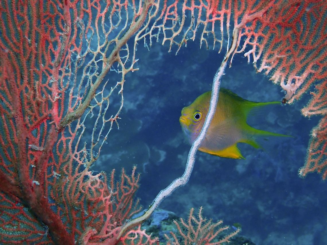 Guarding Eggs This Golden Damselfish - Amblyglyphidodon aureus is seen guarding her eggs which she has laid on the main branch of the Seafan corals.<br />
<br />
This is a different Damselfish from the previous post and both are seen around a hole/patch in a big seafan.  Am wondering if the Damselfish &#039;made&#039; the hole by plucking away the seafan to expose the bigger branch for them to deposit their eggs. Amblyglyphidodon aureus,Damselfish,Fall,Fish,Geotagged,Golden damselfish,Malaysia,Sabah,Sipadan