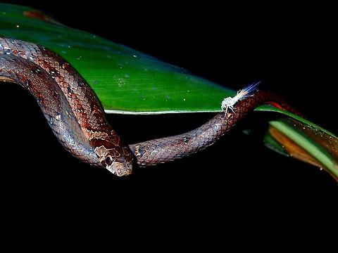 Walking on a Snake A tiny Hopper nymph walking on Everett's Kukri Snake - Oligodon everetti Everett's Kukri Snake,Fall,Geotagged,Jewelled Kukri Snake,Malaysia,Oligodon everetti,Sabah,Snake,Tawau
