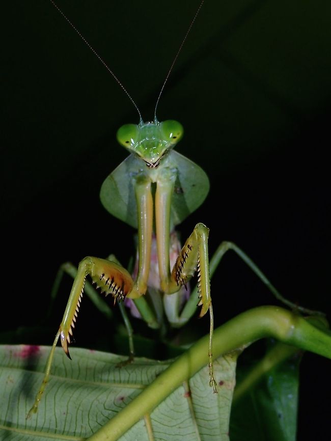 Giant Malaysian Shield Mantis - Rhombodera basalis  Fall,Geotagged,Giant Malaysian Shield Mantis,Malaysia,Mantis,Praying Mantis,Rhombodera basalis,Sabah,Shield Mantis,Tawau