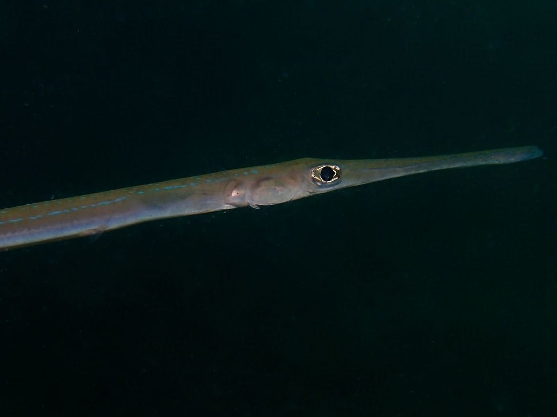 Blue Spotted Cornetfish - Fistularia commersonii  Bluespotted cornetfish,Cornetfish,Fall,Fish,Fistularia commersonii,Geotagged,Mabul,Malaysia,Sabah