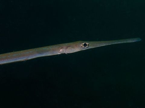 Blue Spotted Cornetfish - Fistularia commersonii  Bluespotted cornetfish,Cornetfish,Fall,Fish,Fistularia commersonii,Geotagged,Mabul,Malaysia,Sabah