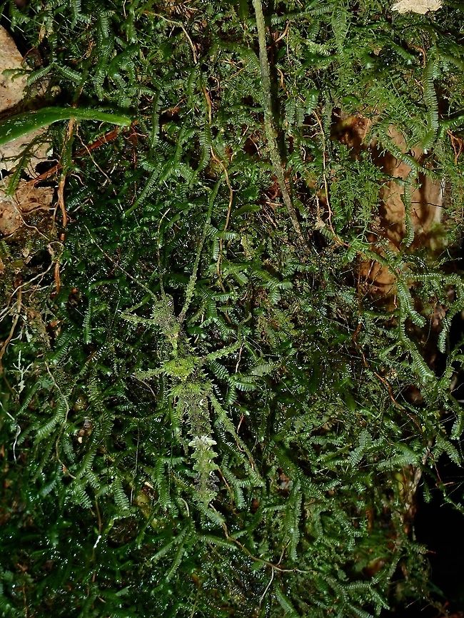 Moss Female Phasmids, still nymph of the species, likely Aretaon asperimus, based on the location I saw her.<br />
I was surprised with how mossy she looks, and how well she camouflage among the moss on the tree trunk.<br />
Previous sighting of the same species from the same location were brown in colour. Aretaon asperimus,Fall,Geotagged,Malaysia,Phasmid,Sabah,Stick Insect,Tawau