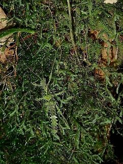Moss Female Phasmids, still nymph of the species, likely Aretaon asperimus, based on the location I saw her.
I was surprised with how mossy she looks, and how well she camouflage among the moss on the tree trunk.
Previous sighting of the same species from the same location were brown in colour. Aretaon asperimus,Fall,Geotagged,Malaysia,Phasmid,Sabah,Stick Insect,Tawau