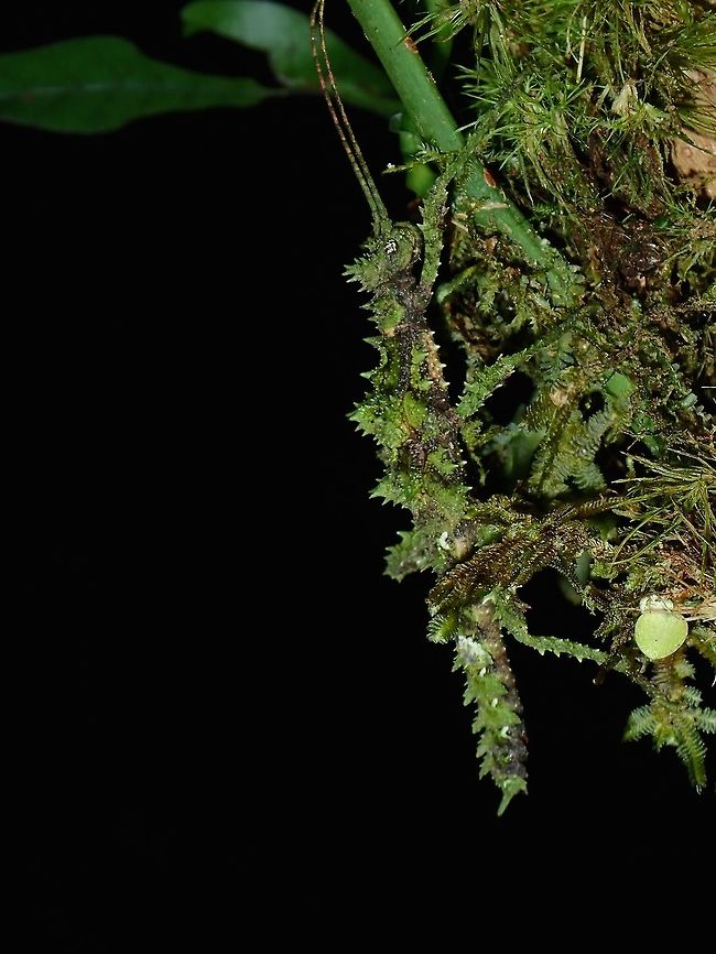 Spiny + Mossy = Beauty Female Phasmid (nymph) of the species Aretaon cf asperimus Aretaon asperimus,Fall,Geotagged,Malaysia,Phasmid,Sabah,Stick Insect,Tawau