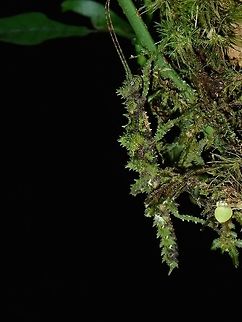 Spiny + Mossy = Beauty Female Phasmid (nymph) of the species Aretaon cf asperimus Aretaon asperimus,Fall,Geotagged,Malaysia,Phasmid,Sabah,Stick Insect,Tawau