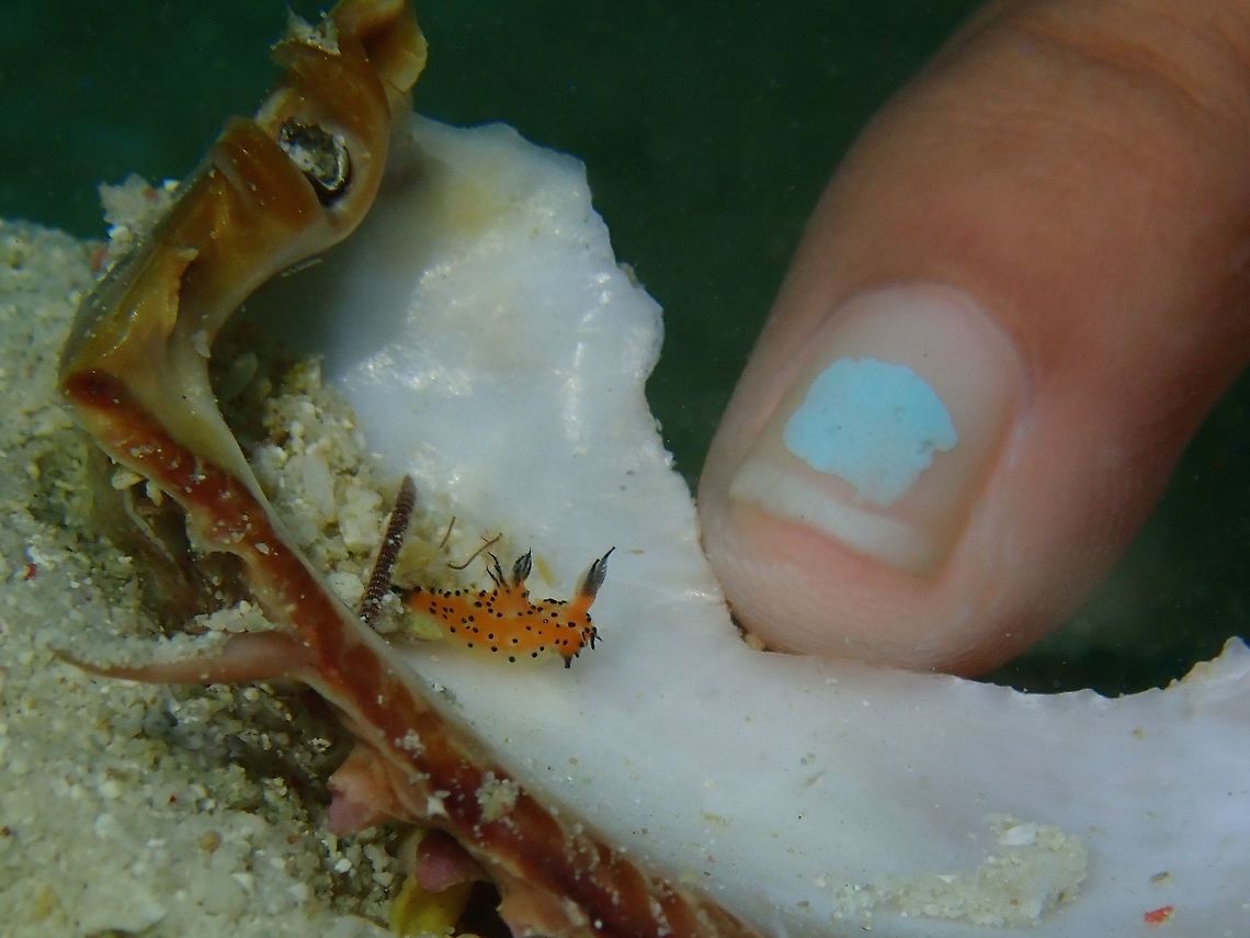 Need a manicure Small sized Nudibranch - Polycera abei, with the pinky finger of Dive Guide for size reference. Fall,Geotagged,Mabul,Malaysia,Nudibranch,Polycera abei,Sabah