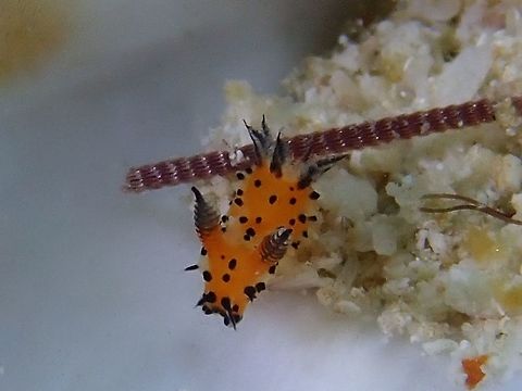 Nudibranch - Polycera abei  Fall,Geotagged,Mabul,Malaysia,Nudibranch,Polycera abei,Sabah