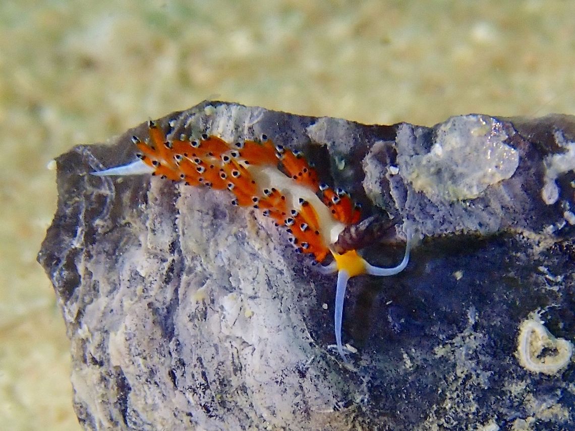 Tiger Favorinus - Favorinus tsuruganus  Fall,Favorinus tsuruganus,Geotagged,Mabul,Malaysia,Nudibranch,Sabah,Tiger Favorinus