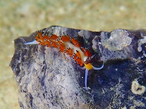 Tiger Favorinus - Favorinus tsuruganus  Fall,Favorinus tsuruganus,Geotagged,Mabul,Malaysia,Nudibranch,Sabah,Tiger Favorinus