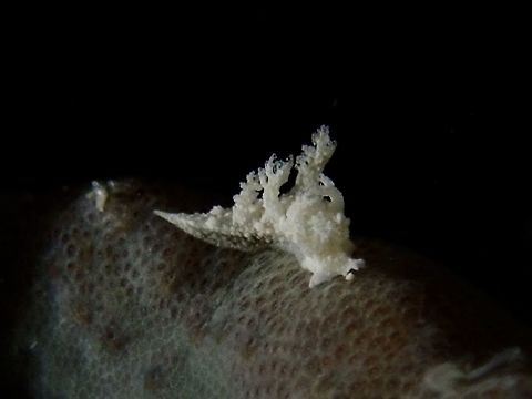 Nudibranch - Tritonia sp Tiny Nudibranch, size around 4-5 mm, from the genus Tritonia.  It is still a undescribed species. Fall,Geotagged,Mabul,Malaysia,Nudibranch,Sabah,Tritonia,Tritonia sp