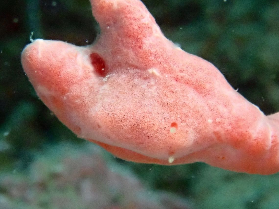 I'm part of Sponge! Highly well camouflaged Nudibranch from the genus, Rostanga.<br />
It is still an undescribed species.<br />
Decent size, around 1.5 cm but it takes in the colouration of the host sponge perfectly and the only to tell that its a Nudibranch is the 2 rhinopores on its head. Fall,Geotagged,Mabul,Malaysia,Nudibranch,Rostanga,Rostanga sp,Sabah