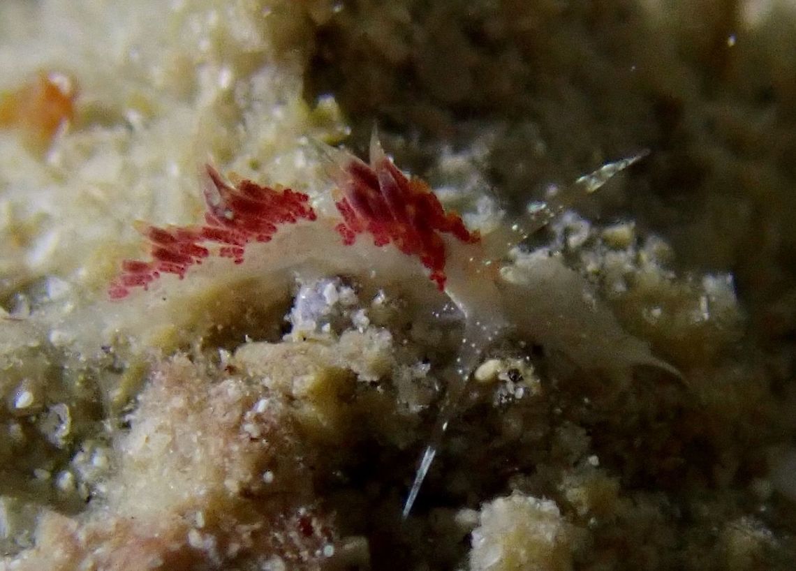 Nudibranch - Facelina sp Tiny Nudibranch, size around 3-4 mm, from the genus Facelina.<br />
It is still a undescribed species. Facelina,Facelina sp,Fall,Geotagged,Mabul,Malaysia,Nudibranch,Sabah