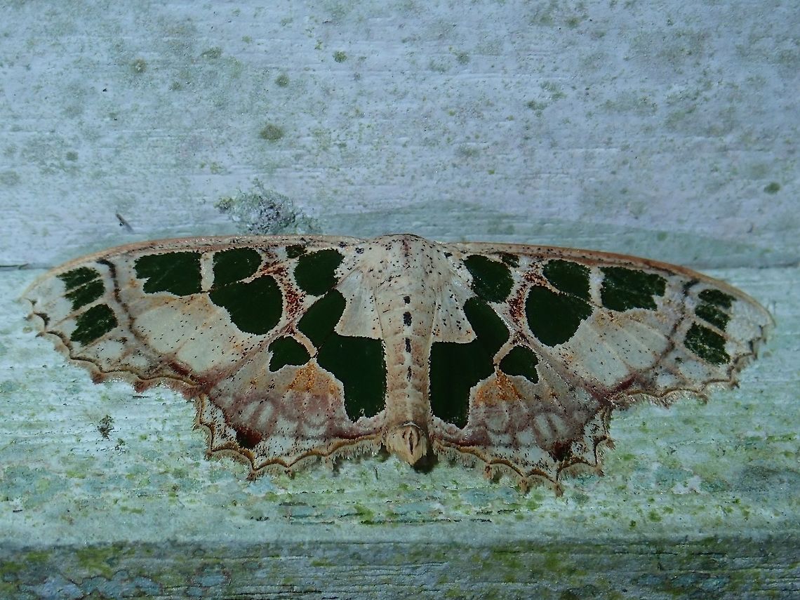 Geometrid Moth -  Antitrygodes divisaria  Antitrygodes divisaria,Fall,Geometrid Moth,Geotagged,Malaysia,Moth,Sabah,Scopula divisaria,Tawau,moth week 2018