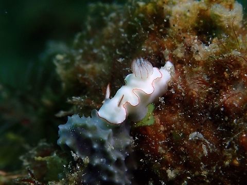 White & Red lines Small sized Nudibranch, around 1 cm.
Thorunna furtive has all white body with red/orangish edge on its body.  Rhinopores and gills also has similar red/orangish definition in them. Fall,Geotagged,Mabul,Malaysia,Nudibranch,Sabah,Thorunna furtiva,Thorunna furtive