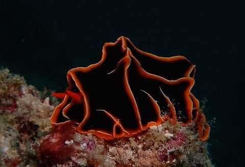 Sea Slug - Reticulidia halgerda  Fall,Geotagged,Mabul,Malaysia,Nudibranch,Reticulidia halgerda,Sabah,Sea Slug