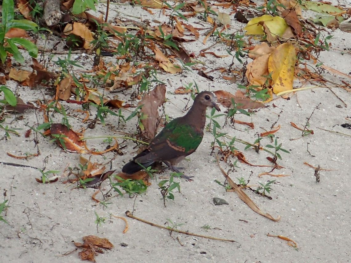 Common Emerald Dove - Chalcophaps indica  Bird,Chalcophaps indica,Common Emerald Dove,Dove,Fall,Geotagged,Malaysia,Sabah,Sipadan