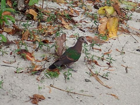 Common Emerald Dove - Chalcophaps indica  Bird,Chalcophaps indica,Common Emerald Dove,Dove,Fall,Geotagged,Malaysia,Sabah,Sipadan