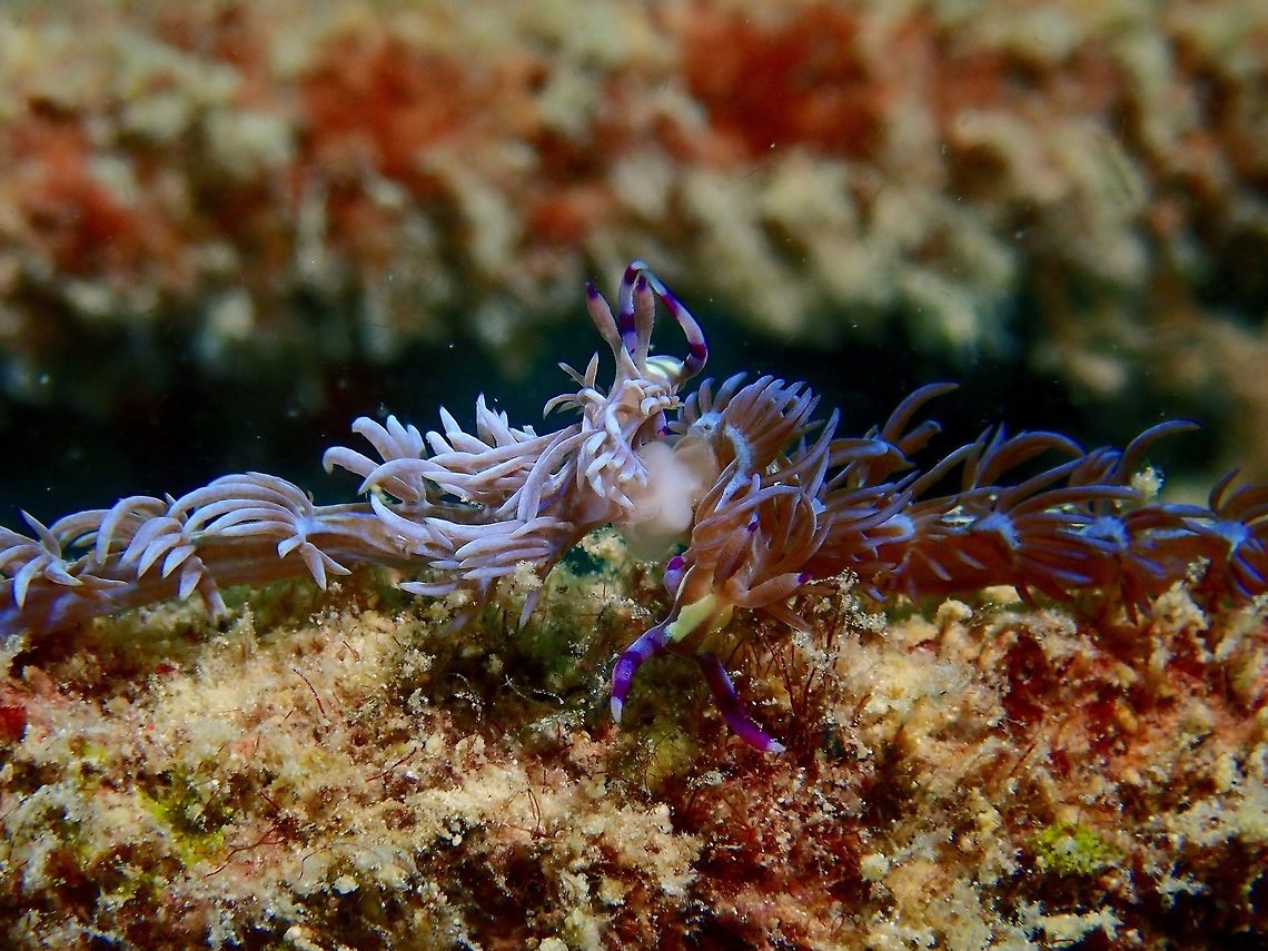 Connected! A pair of Nudibranch - Pteraeolidia semperi mating.<br />
Although Nudibranch are Hermaphrodites, they still needs to mate for reproduction.  Their genitalia is located behind their head on the right side.  For mating, they will have to meet side by side as shown in the picture and expose their genitalia to get connected with each other. Blue Dragon Nudibranch,Fall,Geotagged,Mabul,Malaysia,Nudibranch,Pteraeolidia semperi,Sabah