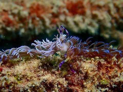 Connected! A pair of Nudibranch - Pteraeolidia semperi mating.
Although Nudibranch are Hermaphrodites, they still needs to mate for reproduction.  Their genitalia is located behind their head on the right side.  For mating, they will have to meet side by side as shown in the picture and expose their genitalia to get connected with each other. Blue Dragon Nudibranch,Fall,Geotagged,Mabul,Malaysia,Nudibranch,Pteraeolidia semperi,Sabah