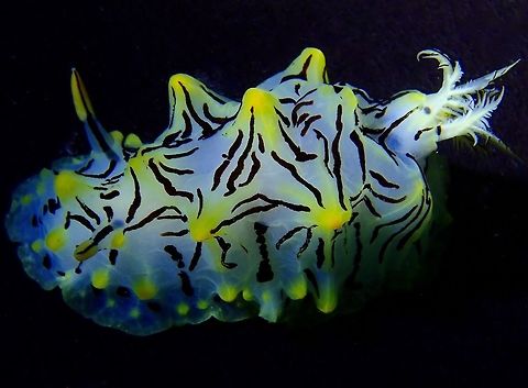 Nudibranch - Halgerda okinawa Update : This was previously wrongly identified as Halgerda willeyi, should be Halgerda okinawa. Fall,Geotagged,Halgerda okinawa,Mabul,Malaysia,Nudibranch,Sabah