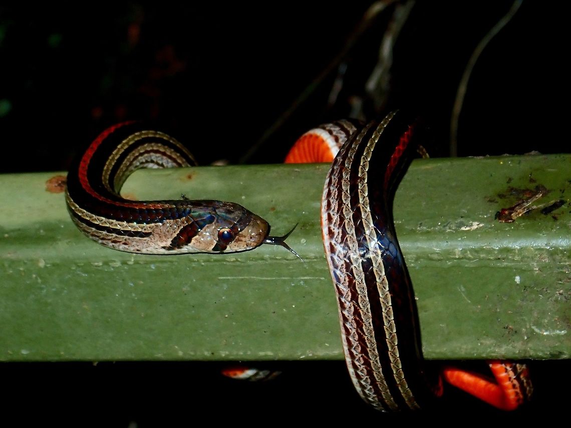 Smelling my Body :D A strikingly handsome species, the Striped Kukri Snake - Oligodon octolineatus is easily identified by the longitudinal stripes comprising a dorsal reddish or orange stripe, and a number of brown or greenish lateral stripes on a black background.<br />
<br />
Kukri snakes are so-called on account of the shape of the teeth at the back of the mouth, which resemble the Kukri knife used by Gurkha soldiers. Kukri snakes, however, are non-venomous and quite harmless, though thay may attempt to bite if provoked. Fall,Geotagged,Malaysia,Oligodon octolineatus,Sabah,Snake,Striped Kukri Snake,Tawau